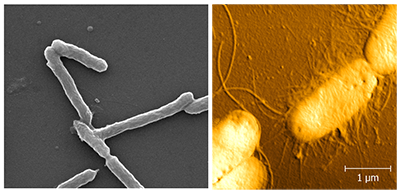 SEM and AFM images of e. coli bacteria from Peter Eaton