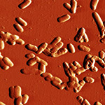 many bacteria